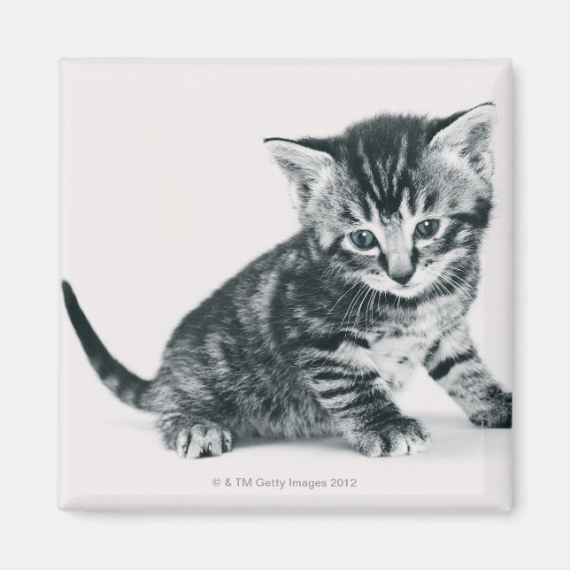Aimant Tabby Kitten (Devant)