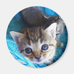 Aimant Tabby Kitten