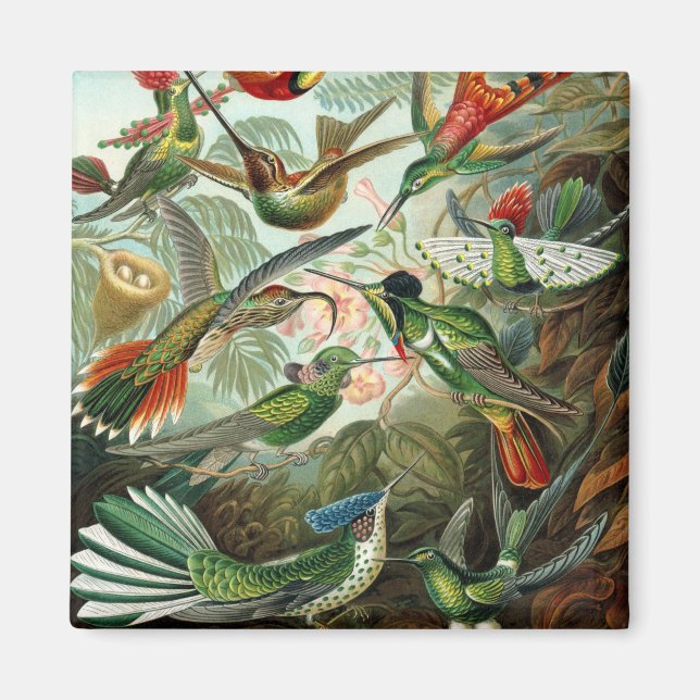 Aimant tableau classique de la faune des oiseaux colibris (Devant)