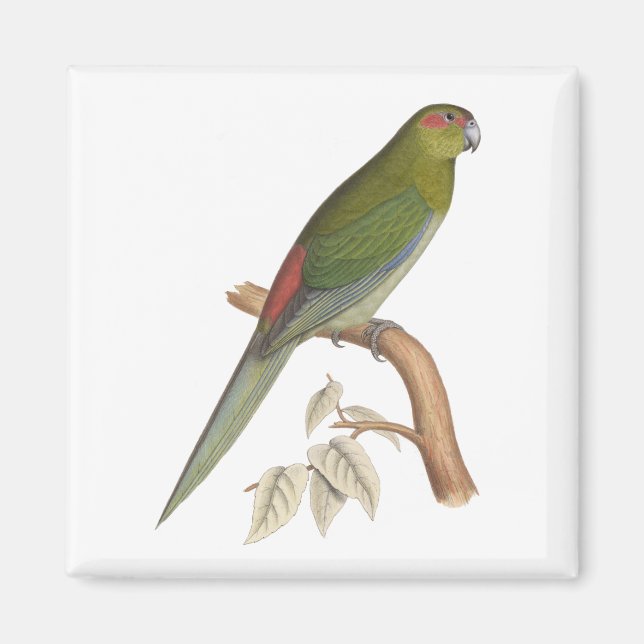 Aimant Tahiti Parakeet Illustration, ch. 1849 (Devant)