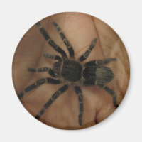 Tarantula