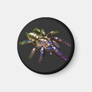 Aimant Tarantula bleu/rouge/orange/araignée noire