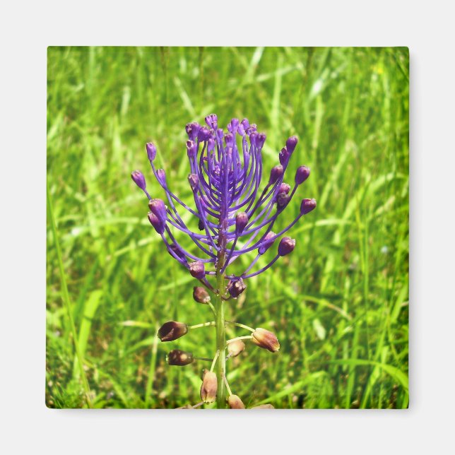 Aimant Tassel-Hyacinth (Devant)
