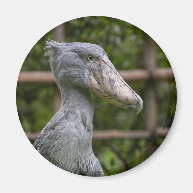 Aimant Taupe (Balaeniceps rex) (Devant)