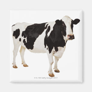 Aimant Taureau de Bos de la vache   du Holstein