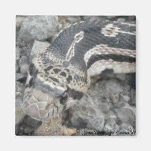 Aimant Taureau (Pituophis catenifer sayi)