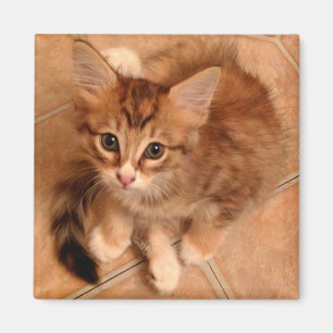Aimant Tawny Kitty