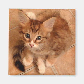 Aimant Tawny Kitty