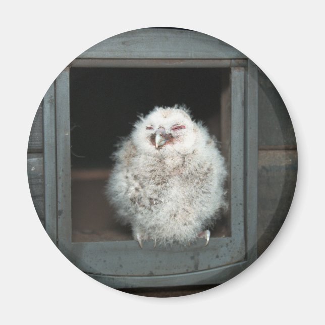 Aimant Tawny Owl (Devant)