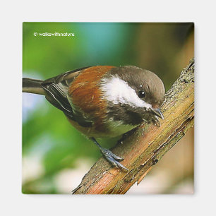 Aimant Tellement Mignonne, Tellement Curieuse : Un Bécass