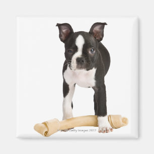 Aimant Terrier de Boston gardant l'os twisty