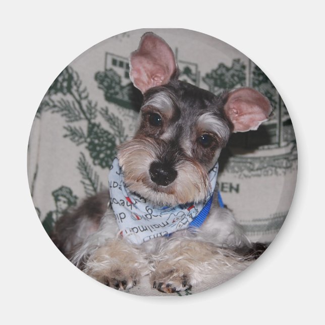 Aimant Tête coccinée (Devant)