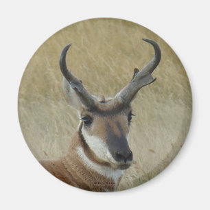 Aimant Tête de mâle d'antilope d'Amérique A21 prise par b