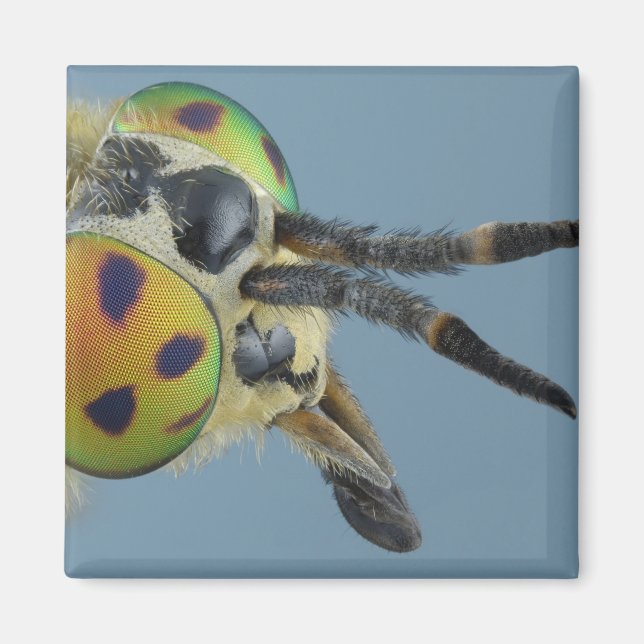 Aimant Tête de mouche de cerf (Devant)