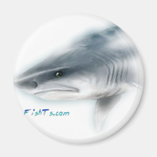 Aimant Tête de requin de tigre