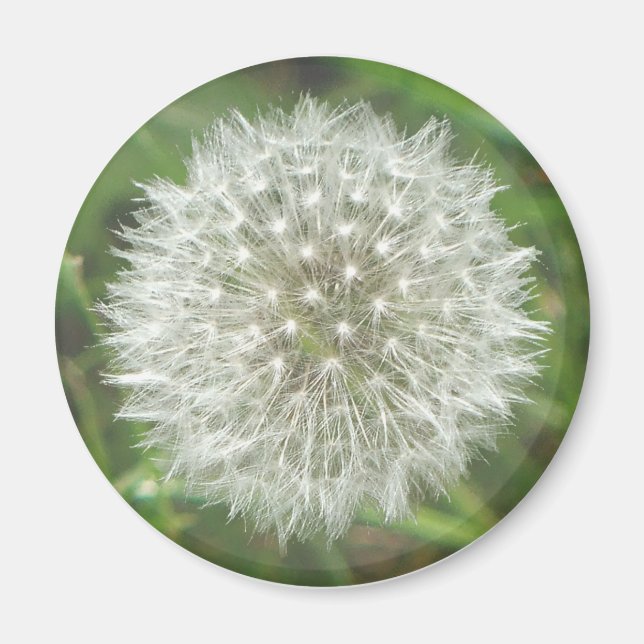 Aimant Tête de semis de Dandelion (Devant)