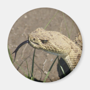 Aimant Tête de serpent à sonnette de prairie R8