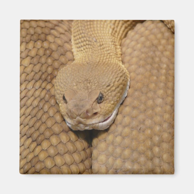 Aimant Tête de sonnerie (Devant)