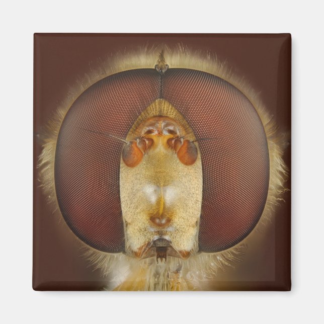 Aimant Tête et yeux composés d'une mouche (Devant)
