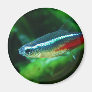 Aimant Tétra Paracheirodon au néon Innesi de poissons