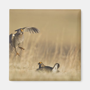 Aimant Tétras des prairies mâles au lek dans le comté de