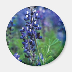 Aimant Texas Bluebonnet