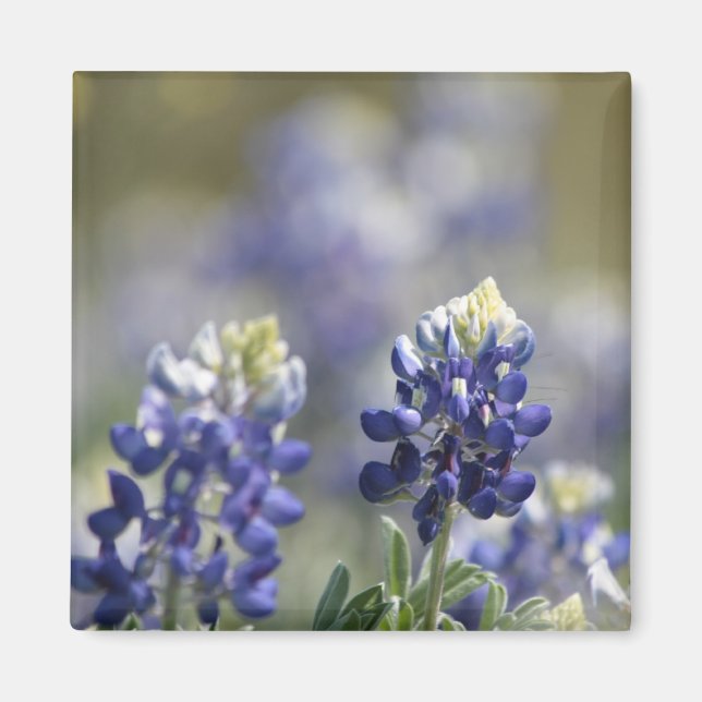 Aimant Texas Bluebonnets série photo #7 (Devant)