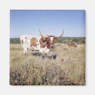Aimant Texas Longhorn Breed (photo)