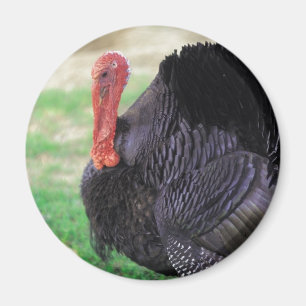 Aimant Thanksgiving Turkey Bird