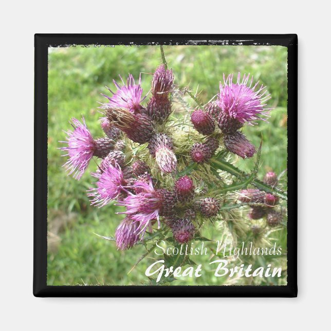 Aimant Thistle, Scottish Highlands, Royaume-Uni (Magnet) (Devant)