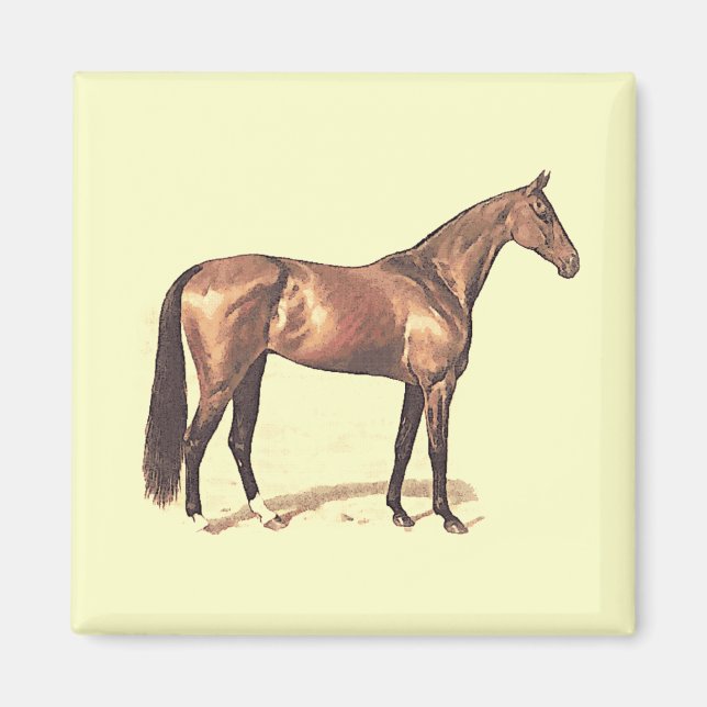 Aimant Thoroughbred (Devant)