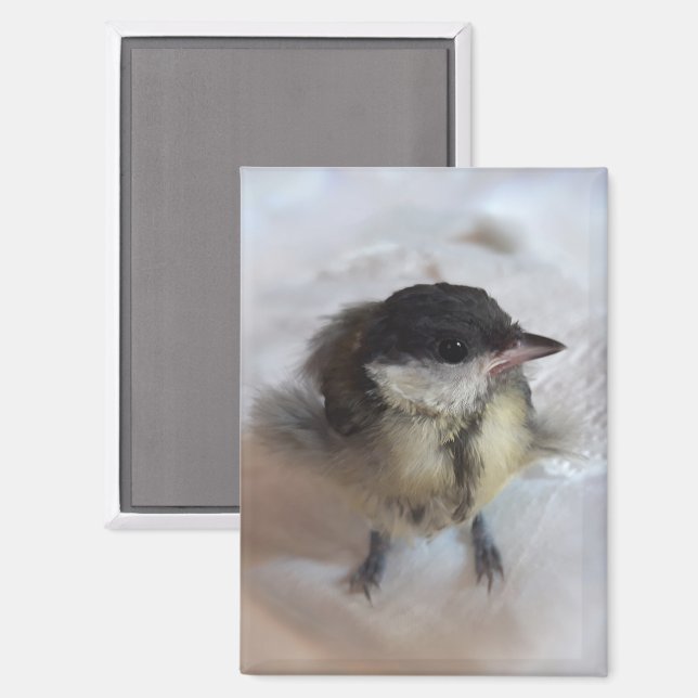 Aimant Tidi my Bird le Parus Major (Recto/Verso)