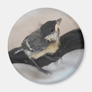 Aimant Tidi my Bird le Parus Major