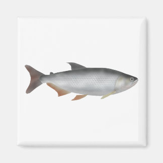 Aimant Tiete tetra