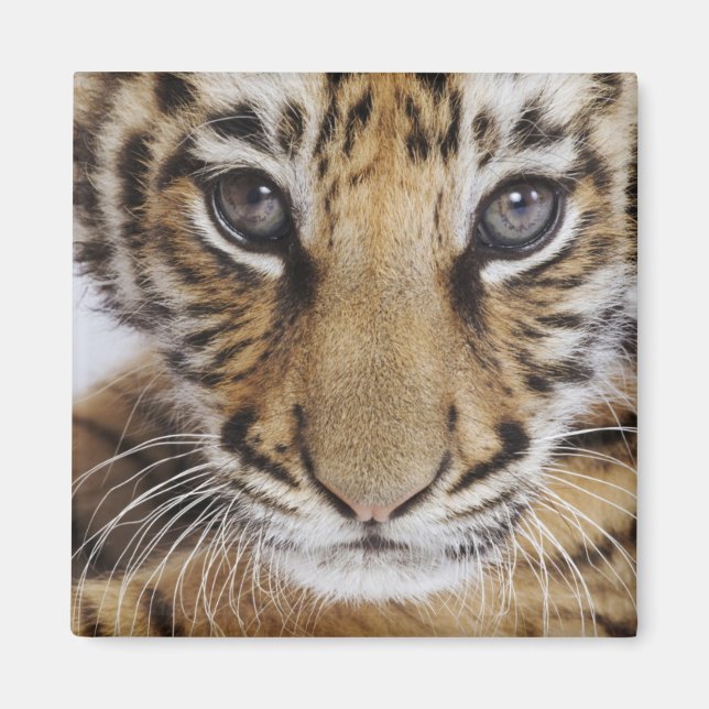 Aimant Tiger (Devant)