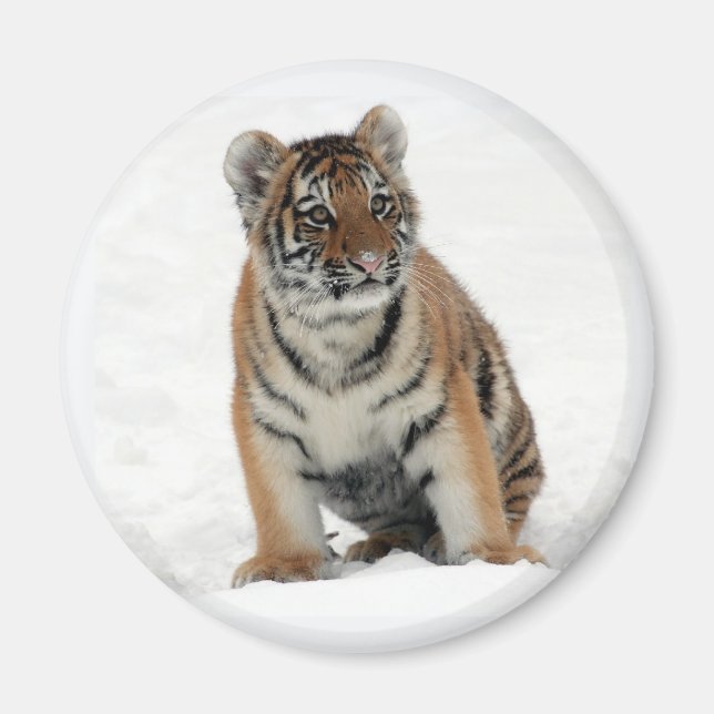 Aimant Tiger Cub in the Snow Photo (Devant)