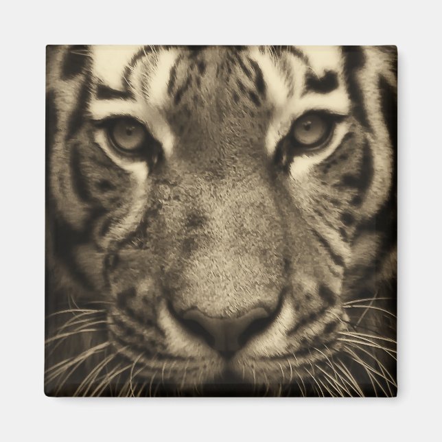 Aimant Tiger face dans les tons Sepia (Devant)