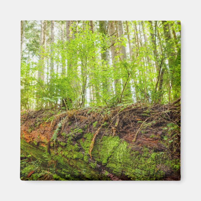 Aimant Tiger | Issaquah, État de Washington (Devant)