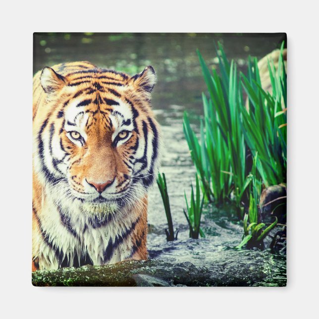 Aimant tigre (Devant)