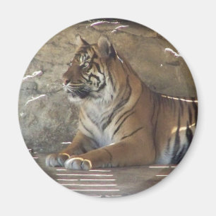 Aimant Tigre