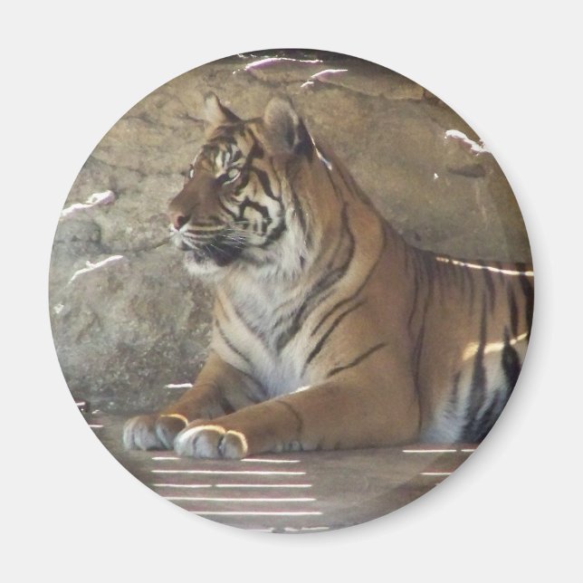 Aimant Tigre (Devant)