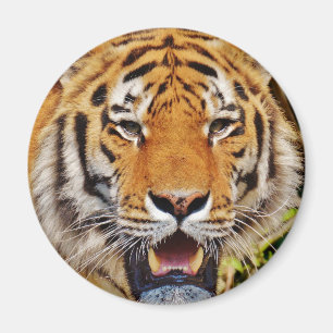 Aimant Tigre