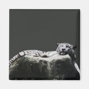 Aimant Tigre blanc de neige - sommeil de grand chat