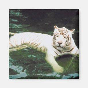 Aimant Tigre blanc nageant paisiblement