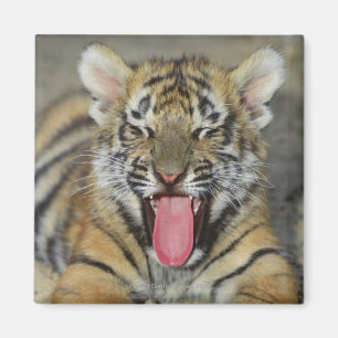 Aimant Tigre de Bengale baîllant
