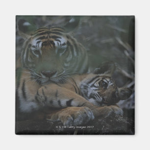 Aimant Tigre de Bengale de mère avec CUB