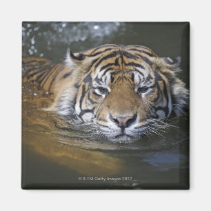 Aimant Tigre de Sumatra, Panthera tigris sumatrae
