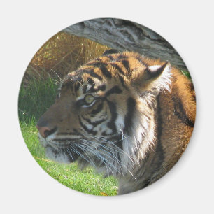 Aimant Tigre de tigre
