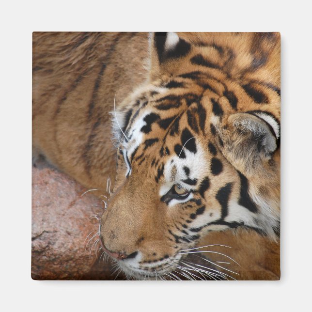 Aimant Tigre du Bengale (Devant)