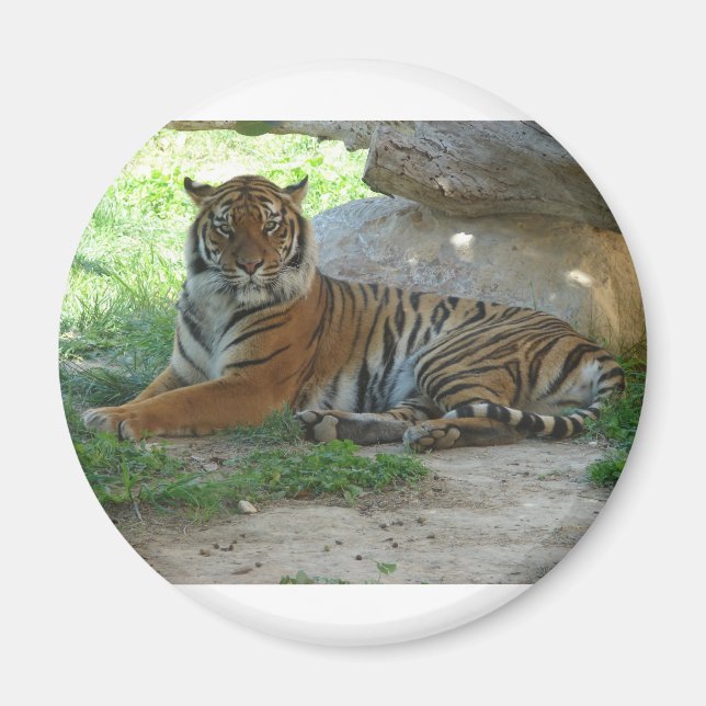 Aimant Tigre, Royal Bengal Tiger (Devant)